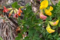 Lotus corniculatus_Merce Vallicrosa CC BY-NC