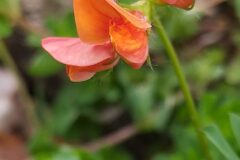 Lotus corniculatus_Merce Vallicrosa CC BY-NC