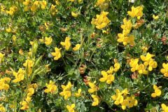 Lotus corniculatus_Neus Julia 