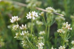 Lotus dorycnium_Jordi Puyuelo