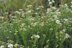 Lotus dorycnium_Jordi Puyuelo