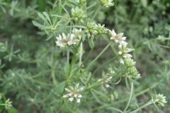 Lotus dorycnium_Jordi Puyuelo