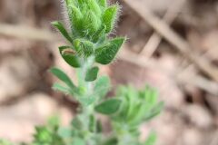 Lotus hirsutus_Carles Ibarria CC BY-NC