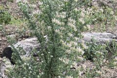 Lotus hirsutus_Josep Lluis Berdonces CC BY-NC