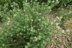 Lotus hirsutus_Katarzyna Zarnowiec CC BY-SA