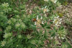 Lotus hirsutus_Katarzyna Zarnowiec CC BY-SA