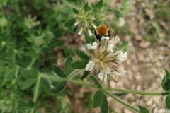 Lotus hirsutus_Katarzyna Zarnowiec CC BY-SA