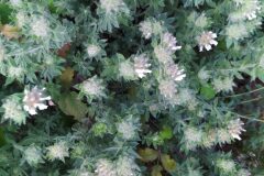 Lotus hirsutus_Merce Vallicrosa CC BY-NC