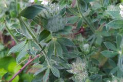 Lotus hirsutus_Merce Vallicrosa CC BY-NC