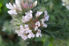 Lotus hirsutus_Merce Vallicrosa CC BY-NC