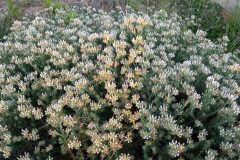 Lotus hirsutus_Neus Julia CC BY-SA