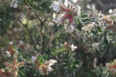 Lotus hirsutus_Pep Alboquers CC BY-NC