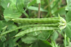 Lotus ornithopodioides_Jordi Puyuelo