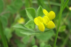 Lotus ornithopodioides_Jordi Puyuelo
