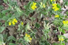 Lotus ornithopodioides_Jordi Puyuelo