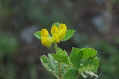 Lotus ornithopodioides_Margarida Vila CC BY-NC