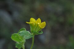 Lotus ornithopodioides_Margarida Vila CC BY-NC