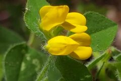 Lotus ornithopodioides_Merce Vallicrosa CC BY-NC