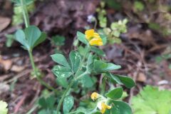 Lotus ornithopodioides_Merce Vallicrosa CC BY-NC