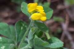 Lotus ornithopodioides_Merce Vallicrosa CC BY-NC