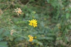 Lotus pedunculatus_Izan Lopez CC BY-NC