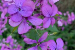 Lunaria annua annua_Andres Tello