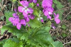 Lunaria annua annua_Andres Tello