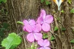 Lunaria annua annua_Ferran Villen