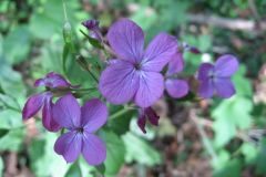 Lunaria annua annua_Jordi Puyuelo