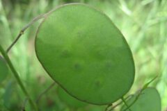 Lunaria annua annua_Jordi Puyuelo