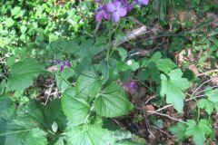 Lunaria annua annua_Jordi Puyuelo