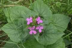 Lunaria annua annua_Katarzyna Zarnowiec CC BY-SA