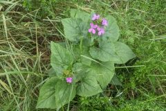 Lunaria annua annua_Katarzyna Zarnowiec CC BY-SA