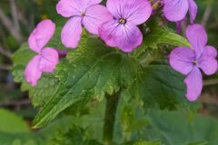 Lunaria annua annua_Merce Vallicrosa CC BY-NC