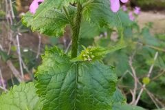 Lunaria annua annua_Merce Vallicrosa CC BY-NC