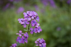 Lunaria annua annua_Tania Alonso