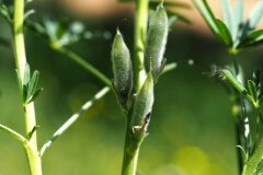 Lupinus angustifolius_Jordi Puyuelo
