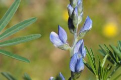 Lupinus angustifolius_Jordi Puyuelo