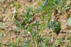 Lupinus angustifolius_Jordi Puyuelo