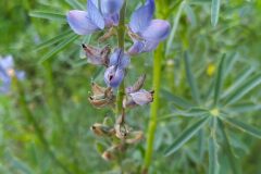 Lupinus angustifolius_Merce Vallicrosa CC BY-NC