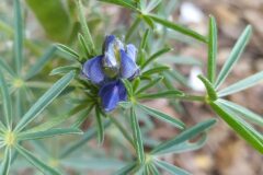 Lupinus angustifolius_Merce Vallicrosa CC BY-NC