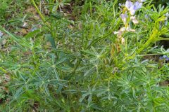 Lupinus angustifolius_Merce Vallicrosa CC BY-NC