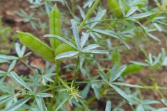 Lupinus angustifolius_Merce Vallicrosa CC BY-NC