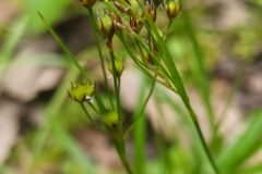 Luzula forsteri forsteri_Merce Vallicrosa CC BY-NC