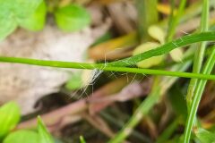 Luzula forsteri forsteri_Merce Vallicrosa CC BY-NC