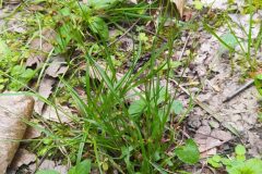 Luzula forsteri forsteri_Merce Vallicrosa CC BY-NC