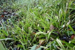 Luzula sylvatica sylvatica_Jorge Calvo CC BY-NC