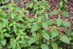 Lycopus europaeus_Joaquim Reberte