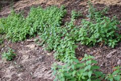 Lycopus europaeus_Joaquim Reberte