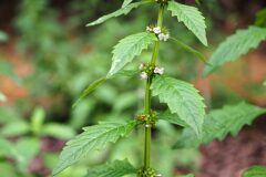 Lycopus europaeus_Joaquim Reberte